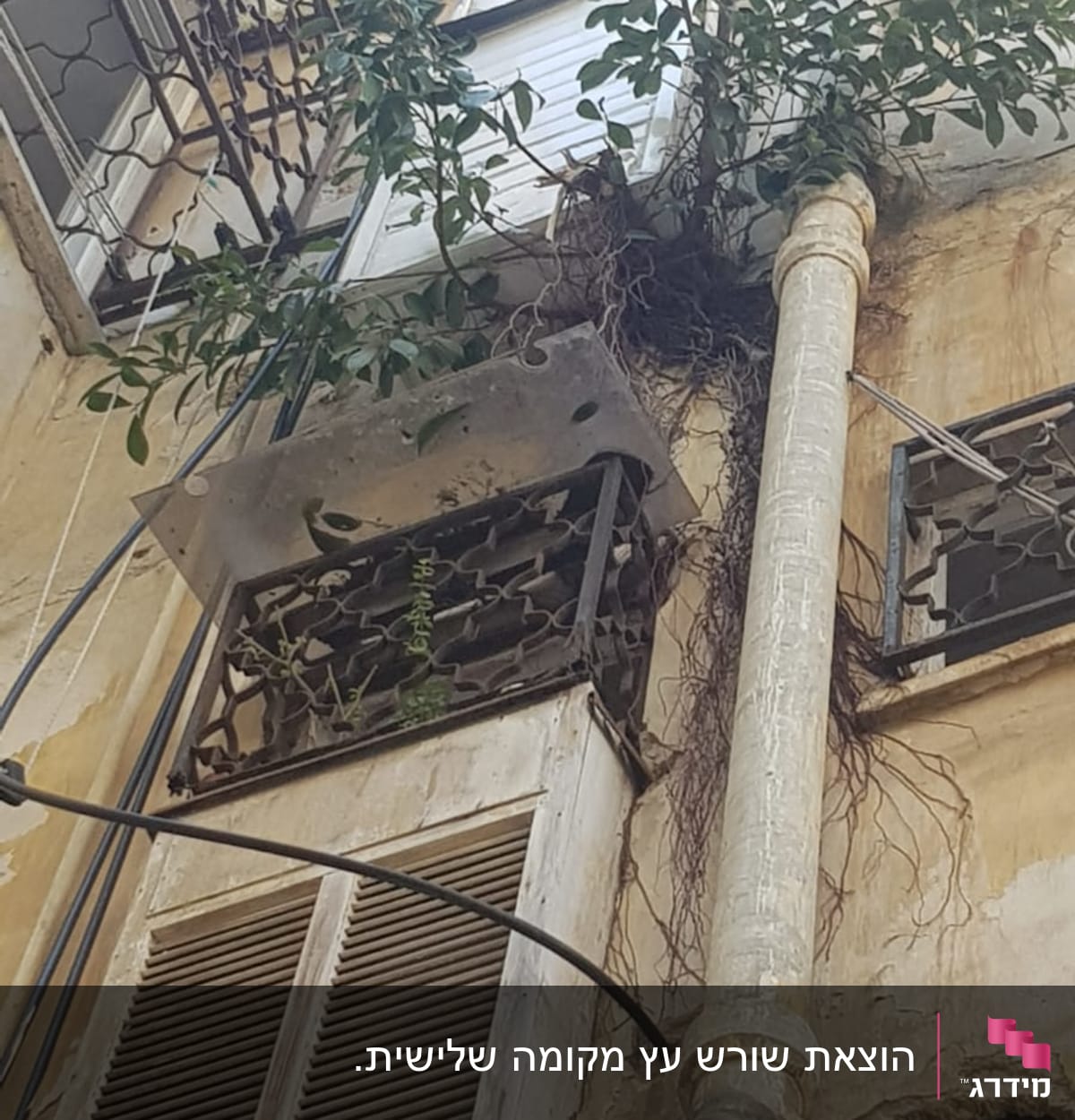 צמח מטפס על קיר בניין עם חלון ותריסים